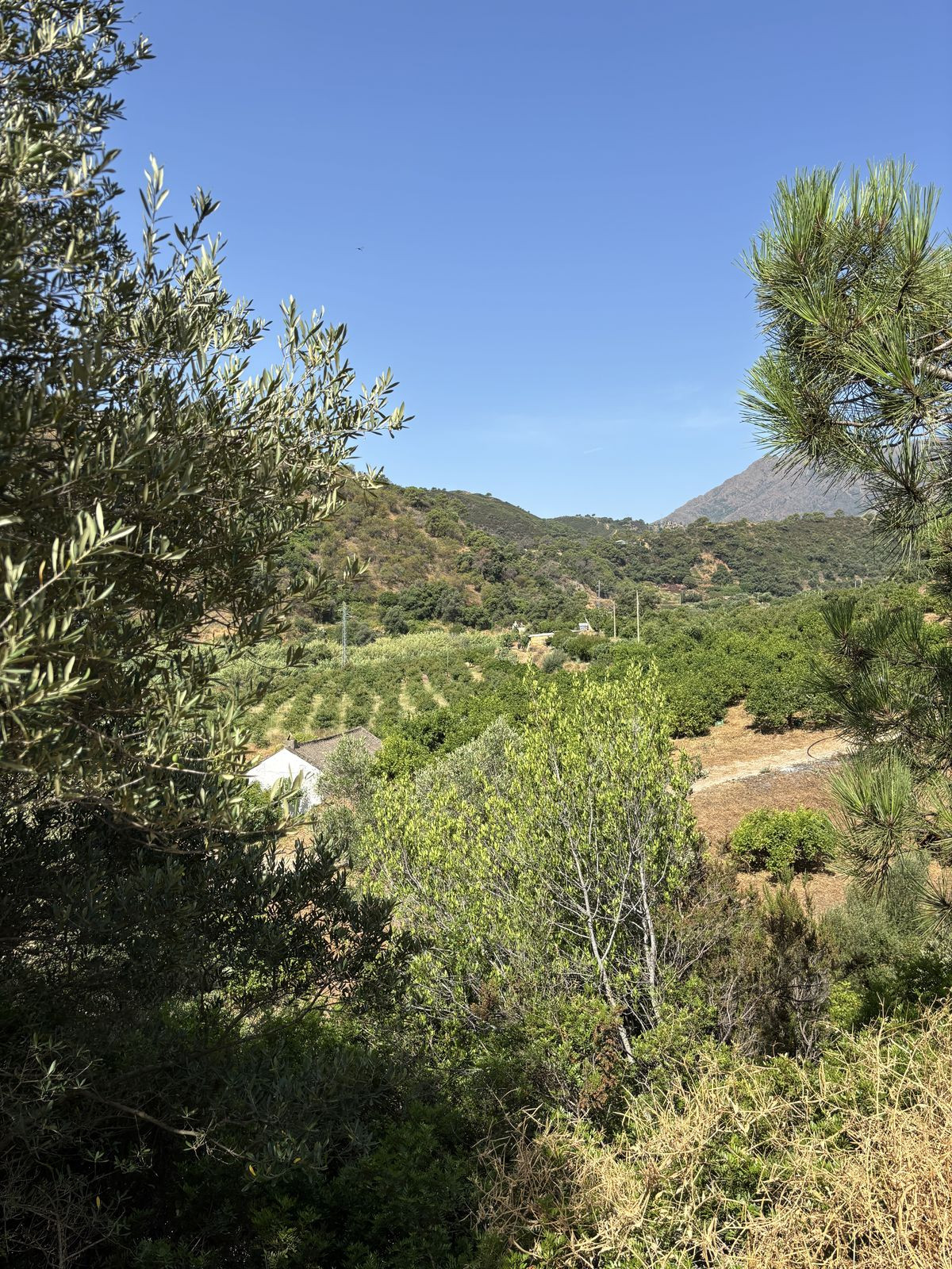 Plot for Sale in El Padron — 8
