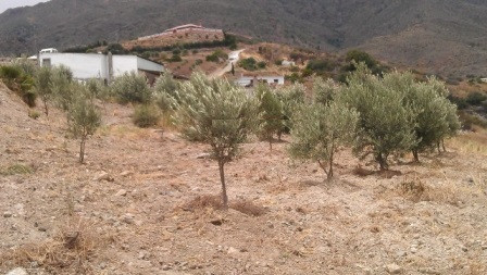 Plot for Sale in Estepona
