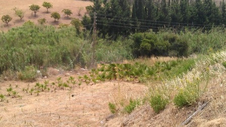 Plot for Sale in Estepona — 3