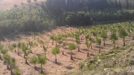Plot for Sale in Estepona — view 10