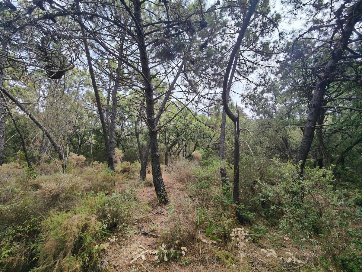 Plot for Sale in Istán — 4